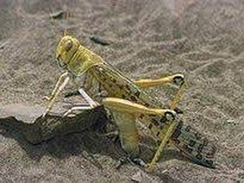10. Desert Locust