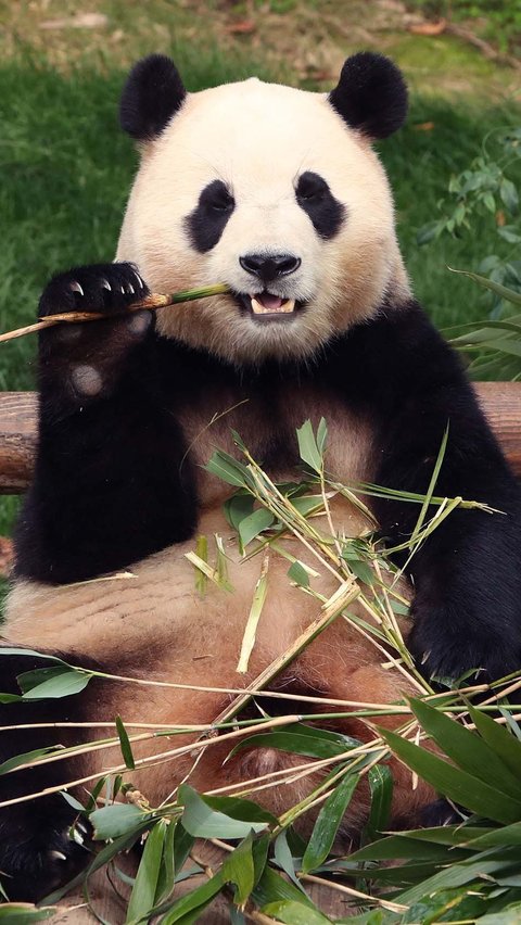 9. Big Panda