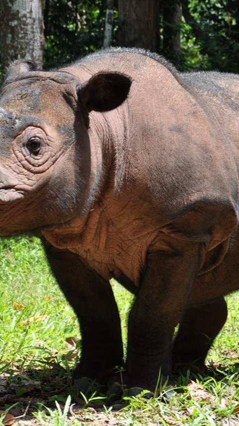 7. Rhino