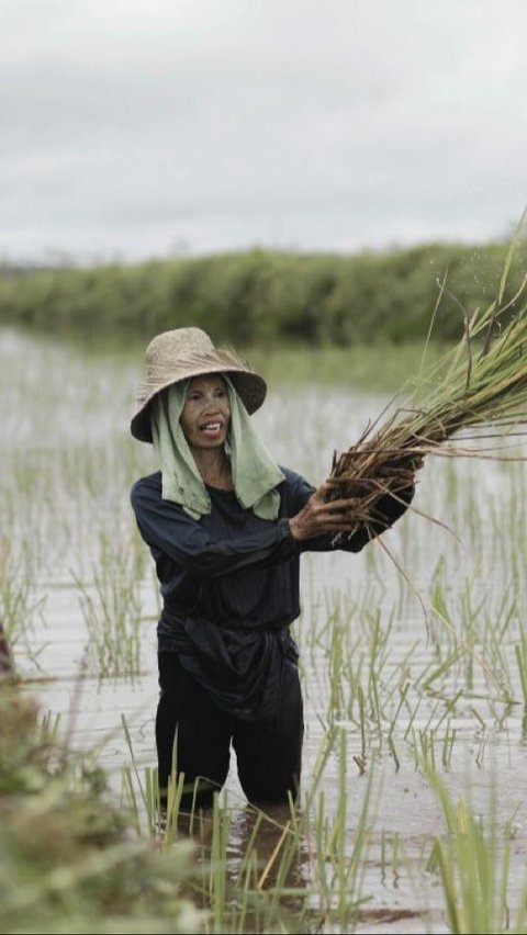 Alokasi Pupuk Subsidi Naik 100 %, Petani di Papua Selatan Siap Tingkatkan Produktivitas