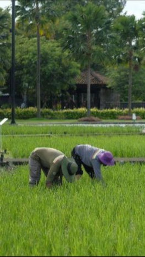 Riau Sambut Gembira Penambahan Alokasi Pupuk Bersubsidi