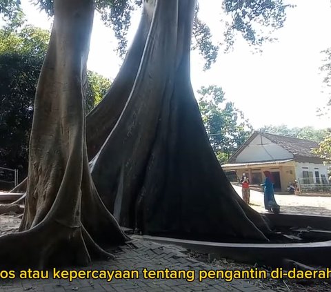 Kisah Sepasang Pengantin Jadi Dua Pohon Raksasa di Umbul Leses Boyolali,  Konon Jika Akarnya Menyatu Kembali Jadi Manusia