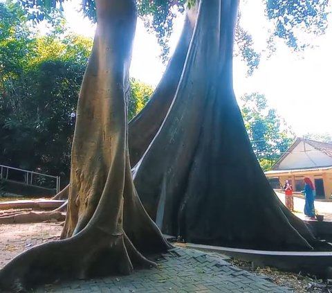 Kisah Sepasang Pengantin Jadi Dua Pohon Raksasa di Umbul Leses Boyolali,  Konon Jika Akarnya Menyatu Kembali Jadi Manusia
