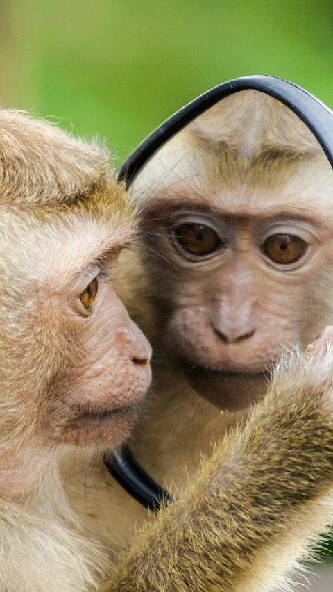 Ini 9 Jenis Monyet Paling Unik di Dunia, Ada yang Punya Kumis Putih