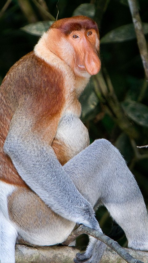 Monyet Bekantan (Nasalis larvatus) translates to 