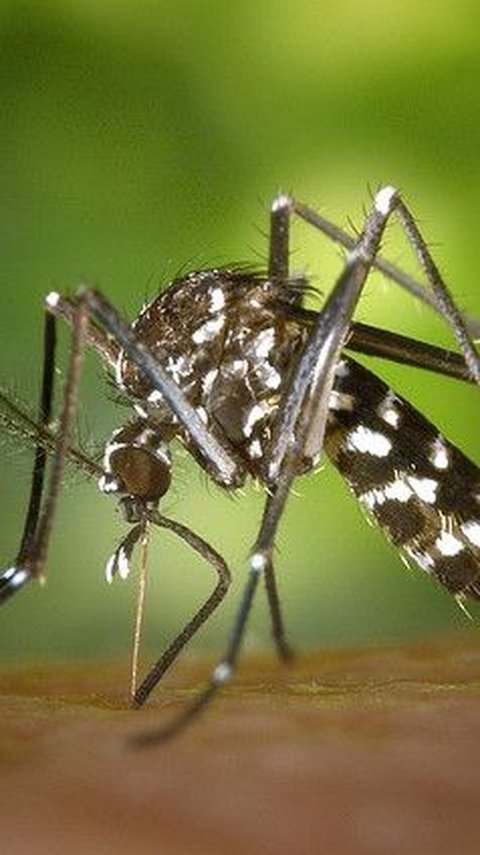 Pelepasan Nyamuk Wolbachia di Badung Diperluas, Terungkap Ini Alasannya