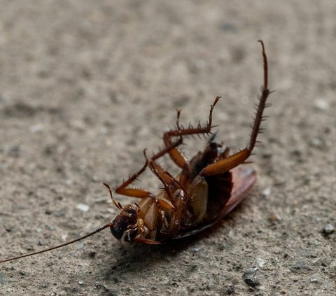 Powerful Prayer and Ways to Get Rid of Cockroaches with Natural Ingredients at Home