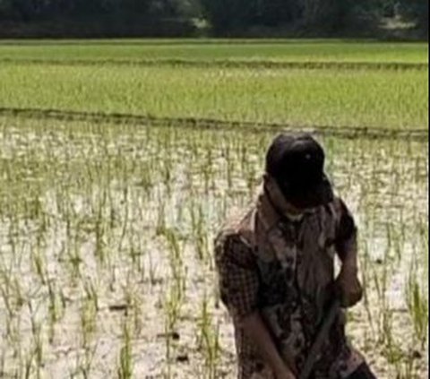 Pemerintah Jamin Harga Beras Turun Mulai Maret, Begini Penjelasannya