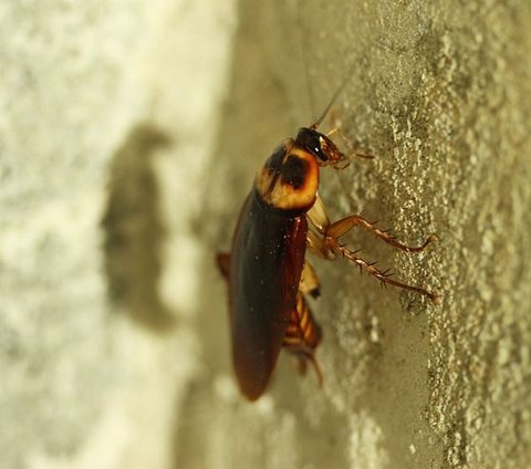 Powerful Prayer and Ways to Get Rid of Cockroaches with Natural Ingredients at Home