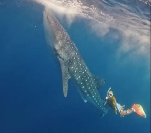 Chilling! Ria Ricis Swimming in the Sea with Giant Whale Sharks
