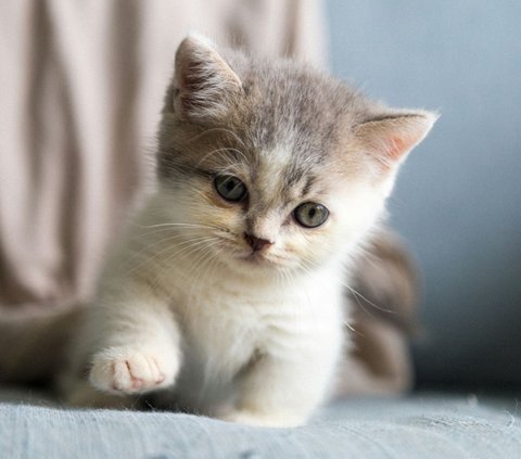 Jenis Makanan Anak Kucing Baru Lahir, Berikan Ini