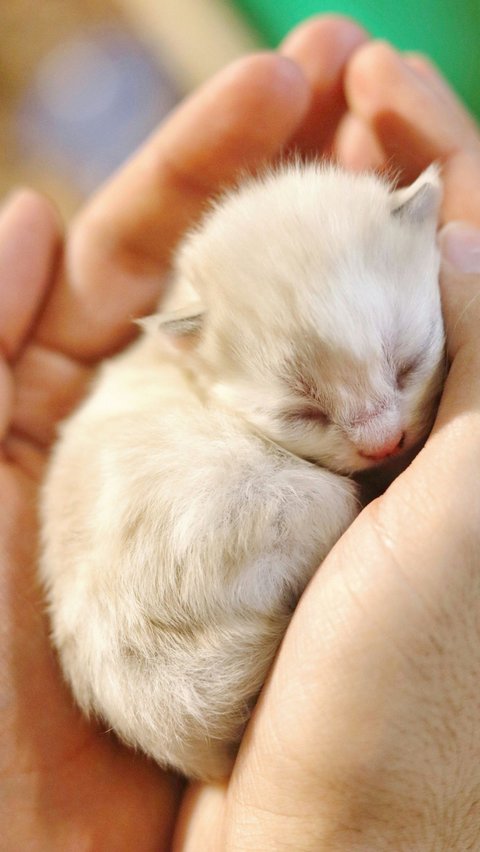 <b>Makanan Anak Kucing Baru Lahir Selain Susu</b>