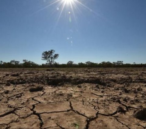Terserang El Nino dan Anomali Mahalnya Harga Beras