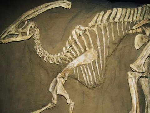 Pria Ini Temukan Fosil Dinosaurus Utuh Berusia 70 Juta Tahun, Tapi Disembunyikan Selama 2 Tahun