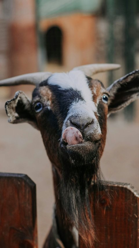 Perbedaan Kambing PE dan Jawa Randu, Ini Penjelasan Lengkapnya<br>