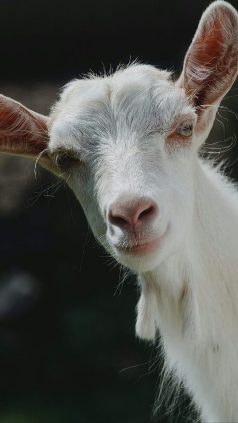 Kambing merupakan hewan mamalia yang masuk ke dalam golongan herbivora. Masyarakat kita mungkin sudah sering melihat keberadaan hewan ini, terlebih daging kambing juga merupakan jenis daging yang umum dikonsumsi untuk makanan sehari-hari.