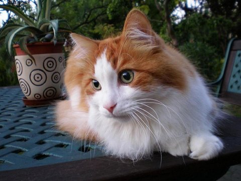 Cerita Kucing Lucu: Kucing Si Penjaga