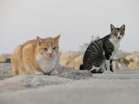 Cerita Kucing Lucu: Cinta di Tengah Jerat Kucing