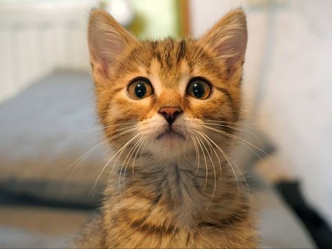 Cerita Kucing Lucu: Kucing Kecil Ceroboh
