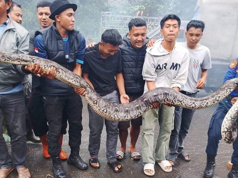 Ular Piton 5 Meter Resahkan Pedagang Ayam Bener Meriah, Tertangkap saat Sembunyi di Jembatan