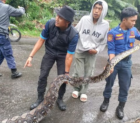 Ular Piton 5 Meter Resahkan Pedagang Ayam Bener Meriah, Tertangkap saat Sembunyi di Jembatan