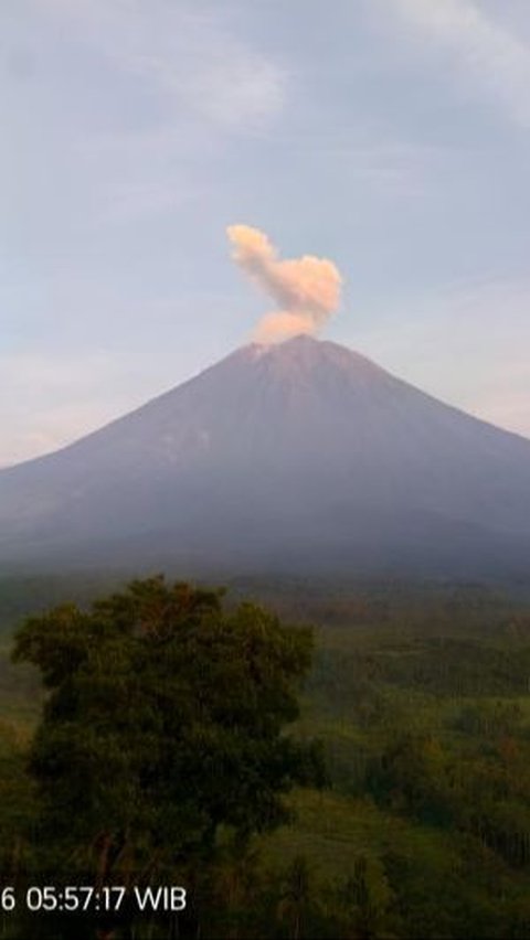 Gunung Semeru Erupsi Lagi, Semburkan Abu Setinggi 800 Meter