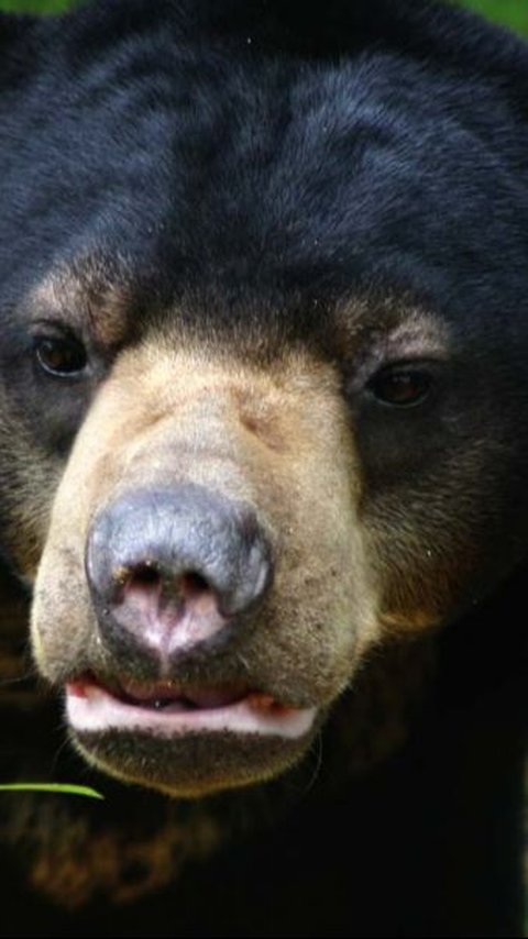 6. Konservasi Beruang Madu<br>