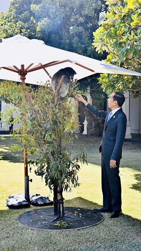 Momen Jokowi Berinteraksi dengan Koala di Australia