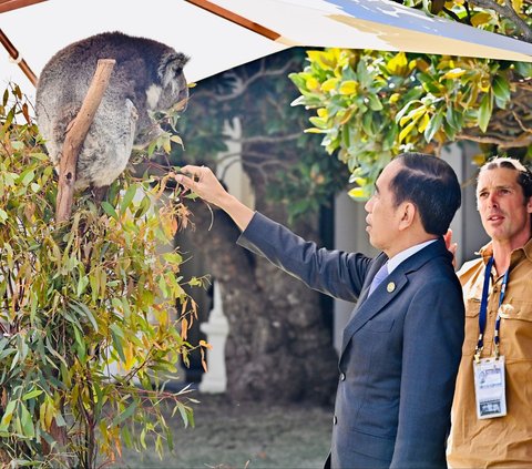 Momen Jokowi Berinteraksi dengan Koala di Australia