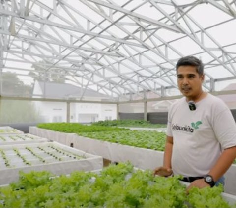 Gunakan Metode Tanam yang Berbeda, Pria Ini Ungkap Rahasia Sukses Bisnis Sayuran Hidroponik di Riau