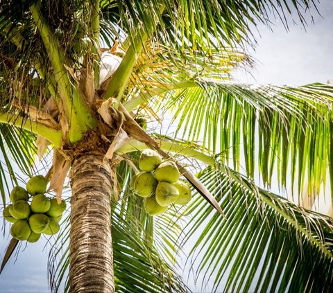 Pemerintah Bakal Sulap Buah Kelapa Tak Layak Konsumsi Jadi Bahan Bakar Pesawat