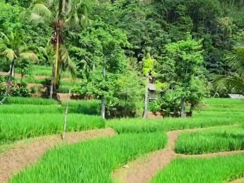 Gaya Sederhana Ayah Lesti Kejora Ngecek Padi di Kampung, Penampakan Sawahnya Luas Banget