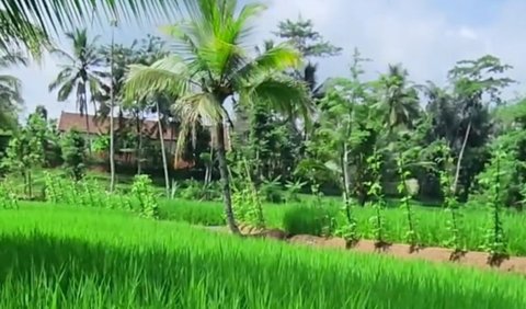 Menurut Ayah Lesti, tak lama lagi sawah di kampung halamannya akan segera panen. <br>