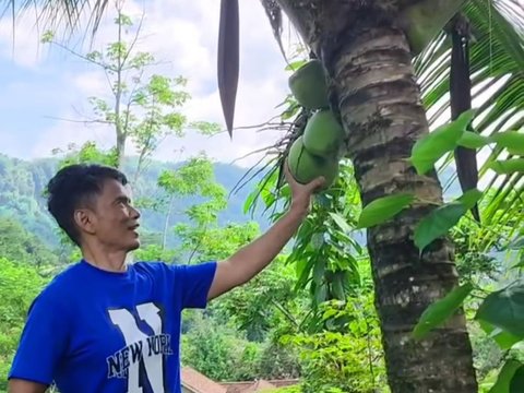 Gaya Sederhana Ayah Lesti Kejora Ngecek Padi di Kampung, Penampakan Sawahnya Luas Banget