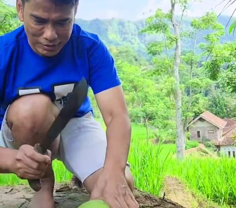 Gaya Sederhana Ayah Lesti Kejora Ngecek Padi di Kampung, Penampakan Sawahnya Luas Banget