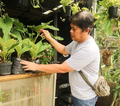 Mantan Tukang Ojek 'Melompat Tinggi', Bisnis Tanaman Hias Makin Besar dari Modal BRI