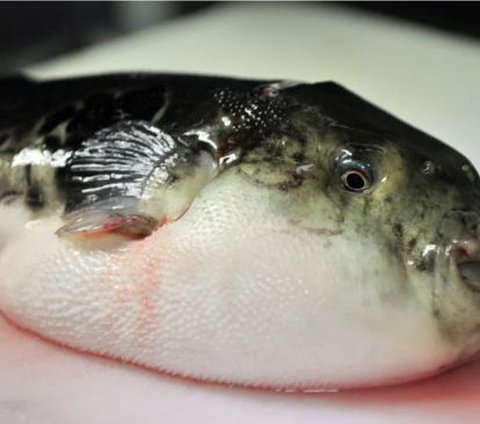 Ikan Buntal yang Beracun Bisa Dikonsumsi Jadi Makanan Enak, Begini Cara Masaknya