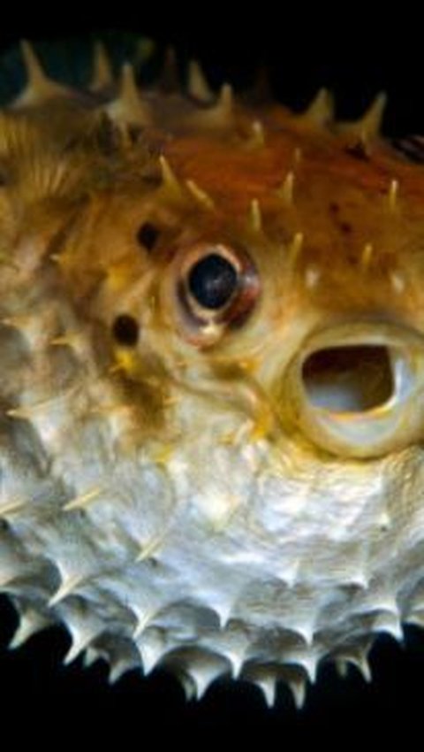 Ikan Buntal yang Beracun Bisa Dikonsumsi Jadi Makanan Enak, Begini Cara Masaknya