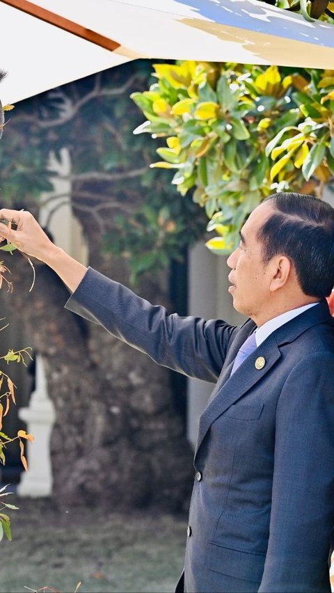 Momen Gemas Jokowi Beri Makan Koala saat Kunjungan Kerja di Australia