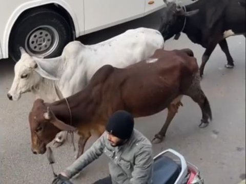 Netizen +62 Vacation to India, Automatically Hit Mental Seeing Cows Wandering Among Vehicles and People Bathing on the Side of the Road