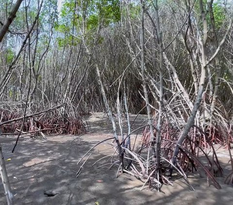 Belum Banyak Didatangi, Yuk Intip Eksotisnya Pulau Burung di Subang yang Jadi Hidden Gems