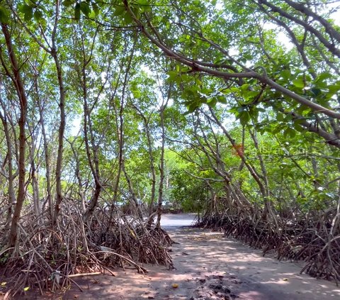 Belum Banyak Didatangi, Yuk Intip Eksotisnya Pulau Burung di Subang yang Jadi Hidden Gems