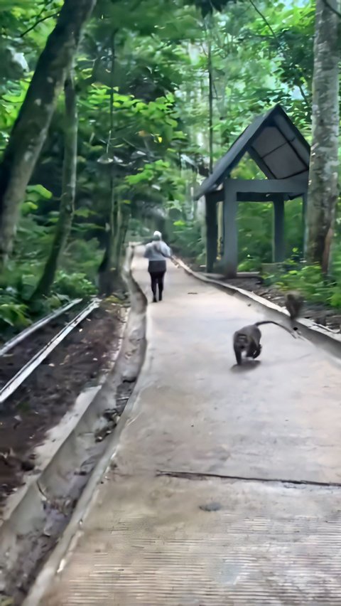 Intention of Healing While Making Aesthetic Video, This Girl is Chased by a Monkey: Scared but Laughing