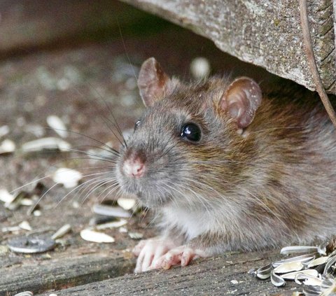 Doa Pengusir Tikus dari Rumah dan Sawah yang Ampuh Bikin Gak Datang Lagi