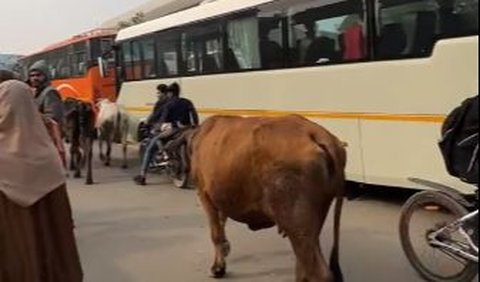 Selain itu, sapi yang dianggap suci di India juga turut dilepaskan di ruang publik.
