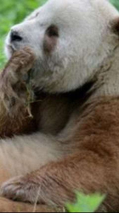 Ilmuwan Berhasil Pecahkan Misteri Mengapa Panda Langka Ini Berwarna Cokelat, Bukan Hitam-Putih, Begini Penjelasannya