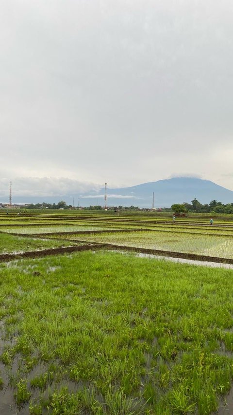 Eks Mentan: Mekanisasi Pertanian Dibutuhkan untuk Mewujudkan Ketahanan Pangan Nasional