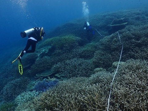 Beware of Rising Sea Surface Temperatures, Ministry of Maritime Affairs and Fisheries (KKP) Investigates Coral Bleaching Phenomenon