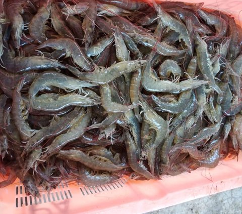 Mengintip Kondisi Industri Udang Indonesia dan Peluang di 2024