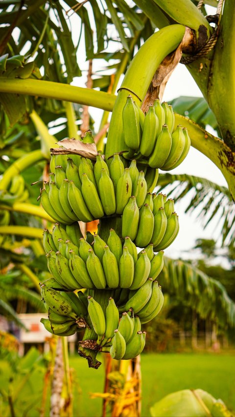 Pisang Hijau Menawarkan Manfaat Pati Resisten<br>